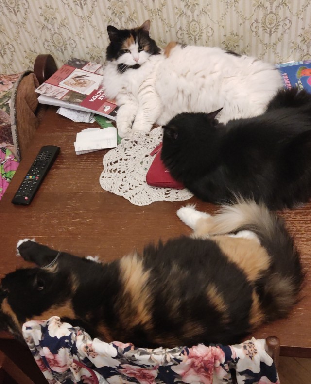 Котики