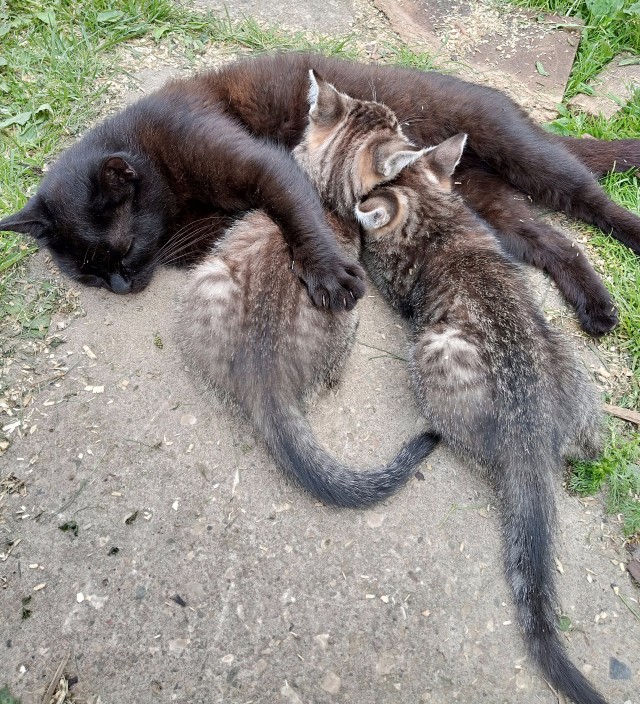 Лицехват из Чужих