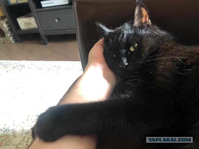 Вездесущий, вездеспящий, черноусый вездекот