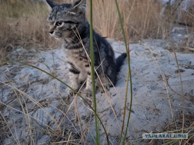 Котики, котики и еще раз котики