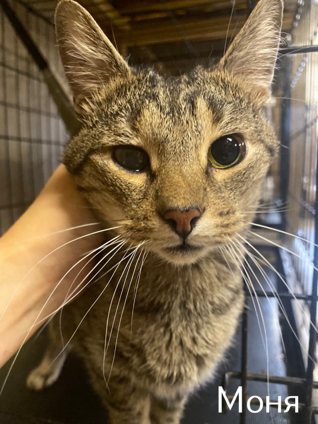 Жизнь домашнего приюта "Котоленд" 515