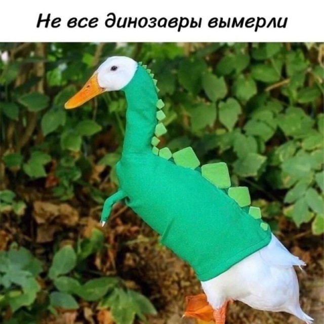 Веселое настроение в картинках (22.11.2025)