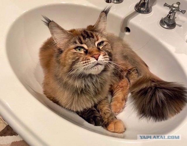 Котовторник