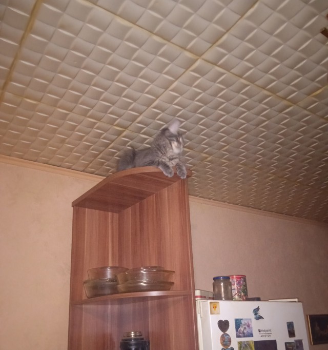 Котовторник