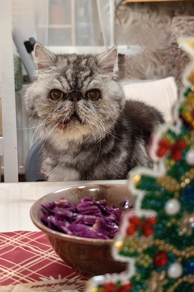 Прощаюсь с котом