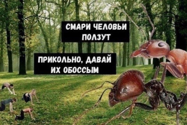 Мороженое с муравьями стали подавать в московских ресторанах