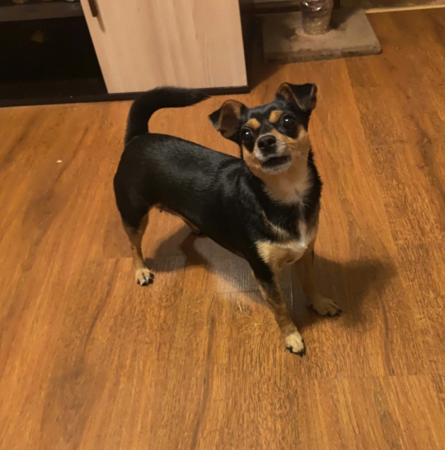 Собакочетверг же, но кошку из фото не выкинешь