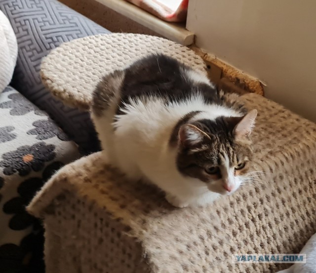 Котиков Вам в ленту