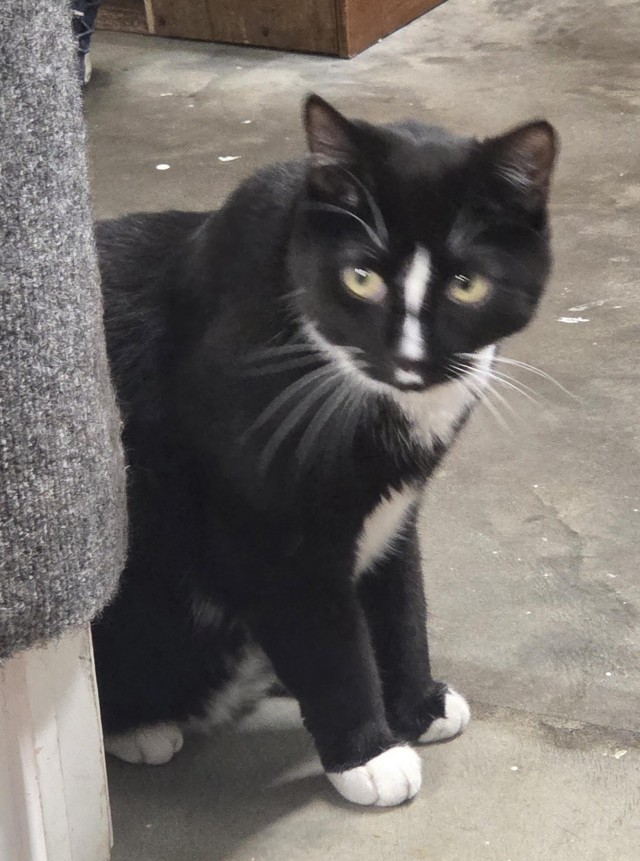 Американский музей домашней кошки