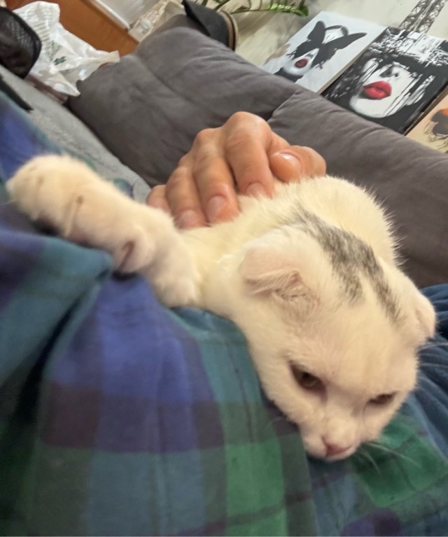 Котовторнок