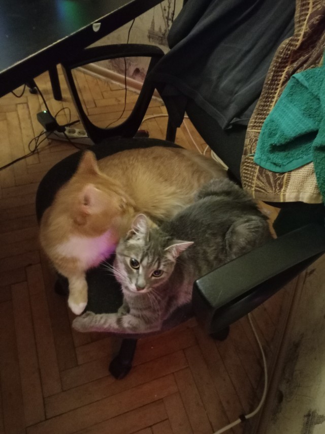 Мои котаны