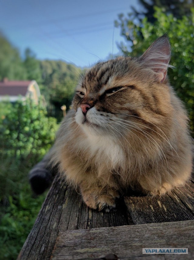 К-котовторник
