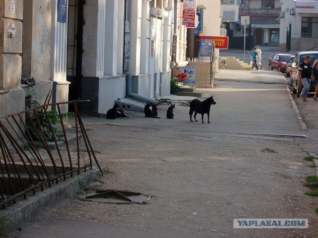 Коты Севастополя