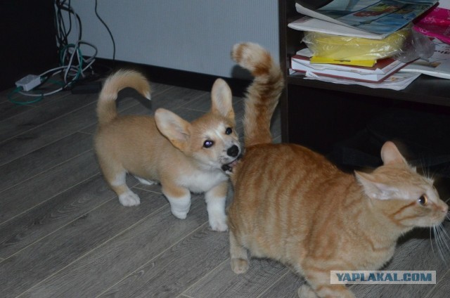 Завели щенка Корги