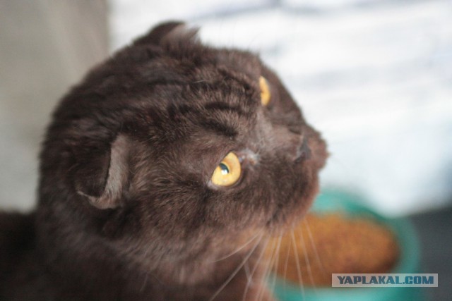 Котовторник 25.02.2014