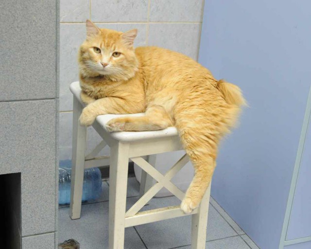 Курильская котяра Соня