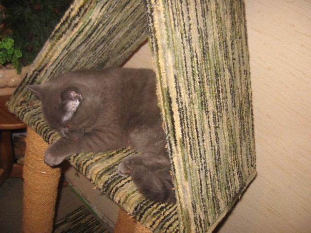 Дом для кота на скорую руку