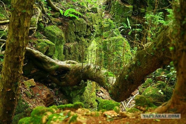Puzzlewood - загадочный лес (19 фото)