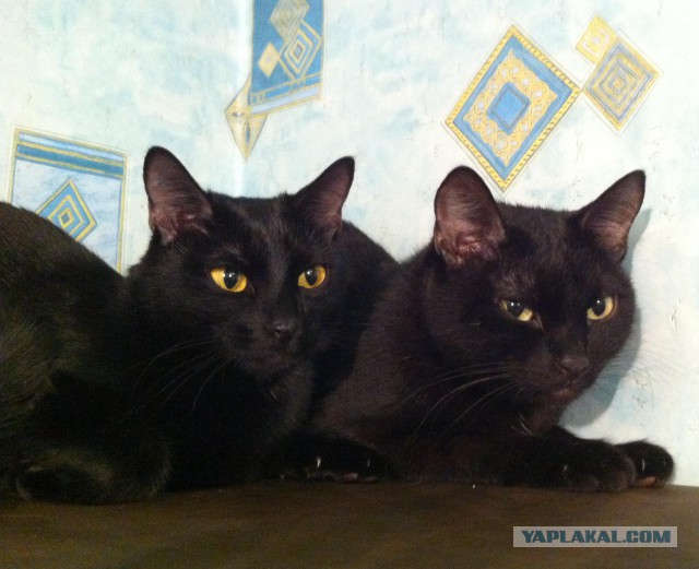 Котовторник 04.11.2014