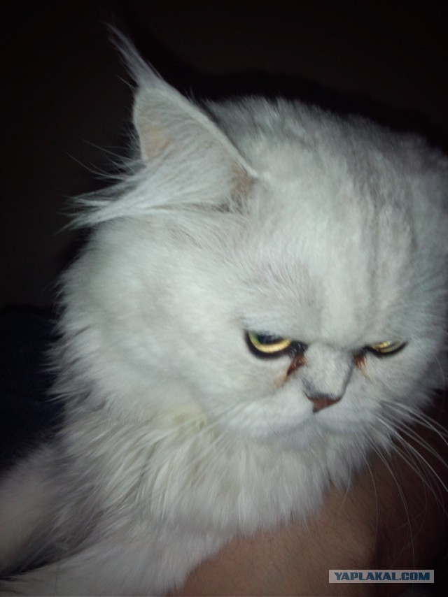 Котовторник