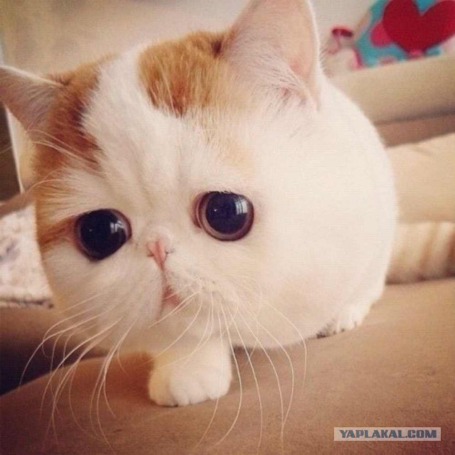 100 самых ценных снимков котов