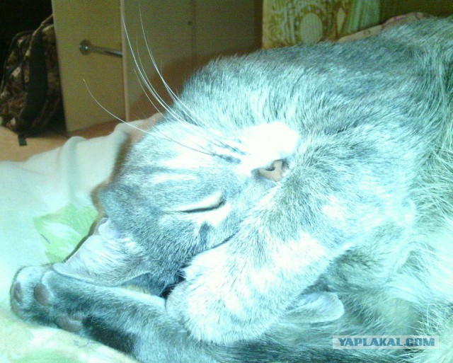 Котовторник 07 04 2015