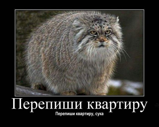 Предвыборный юмор по-украински (коте одобряет)