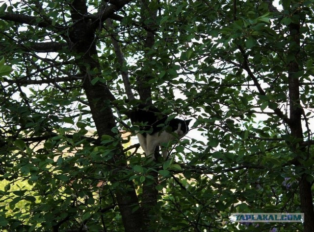 Котовторник