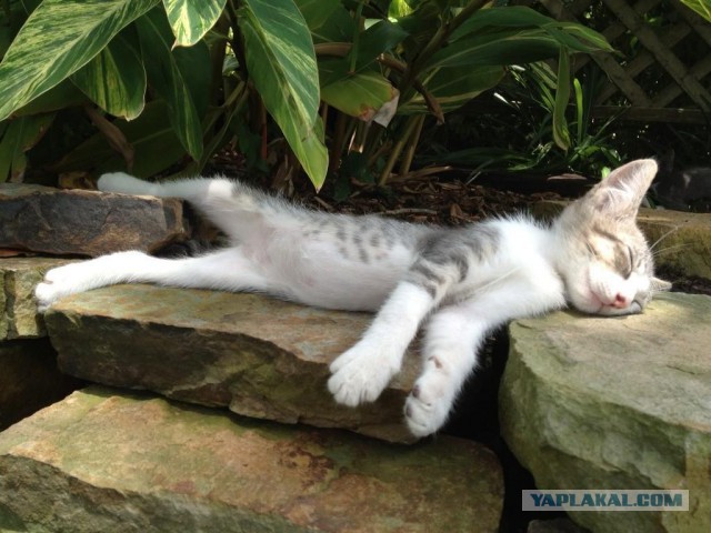 Котовторник   02.06.2015