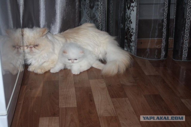 Котовторник 16.06.2015., Котовторник наступил!