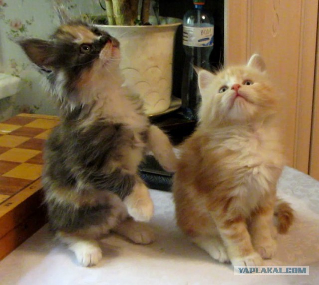 Котовторник  21.07.2015