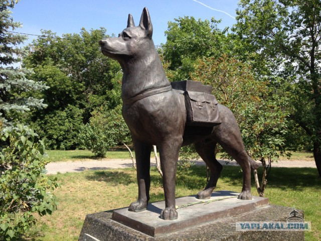 15 лет под землей: памятник собаке-горняку