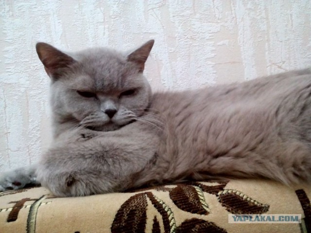 Котовторник 18.08.2015