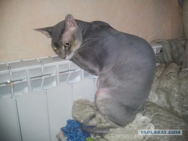 Котовторник 17.11.2015