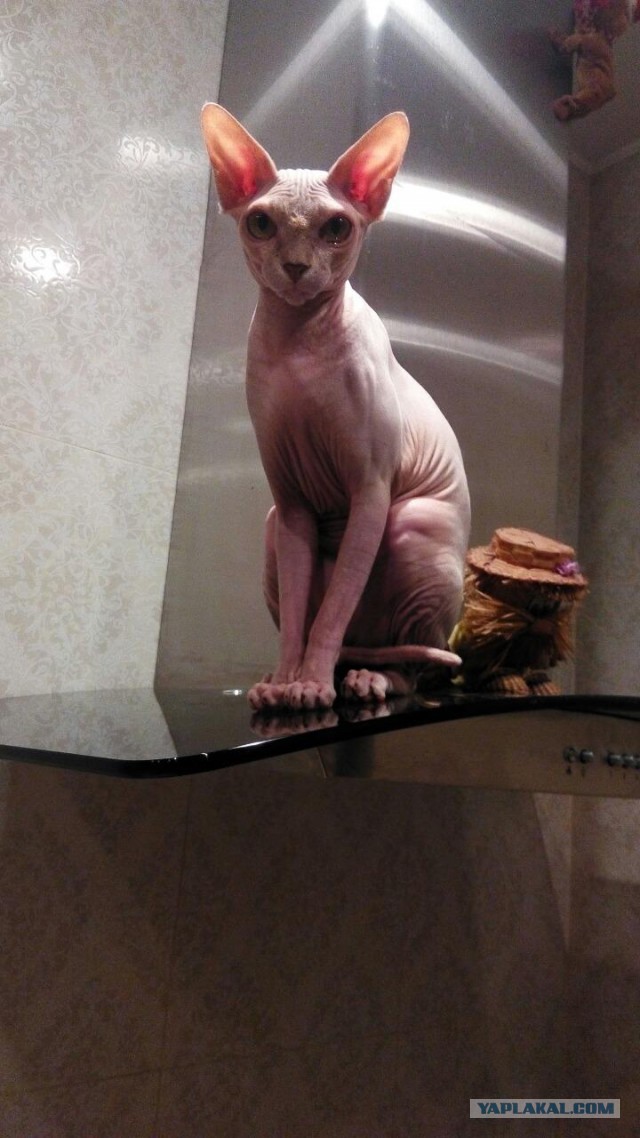 Котооо-о-о-вторник