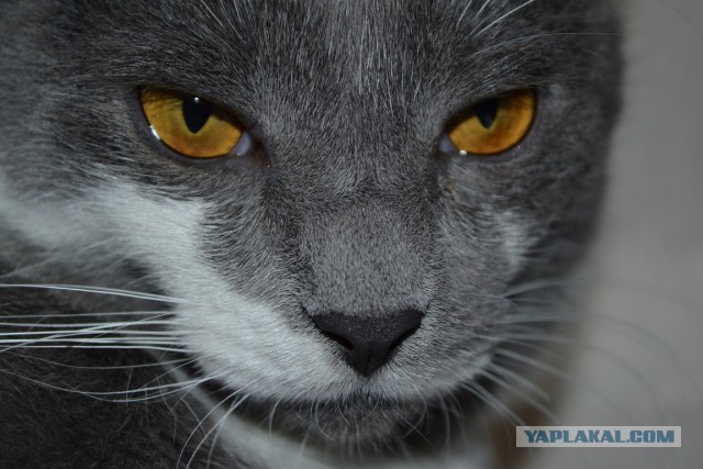 Пост невероятной кошачьей красоты. 25 фот.