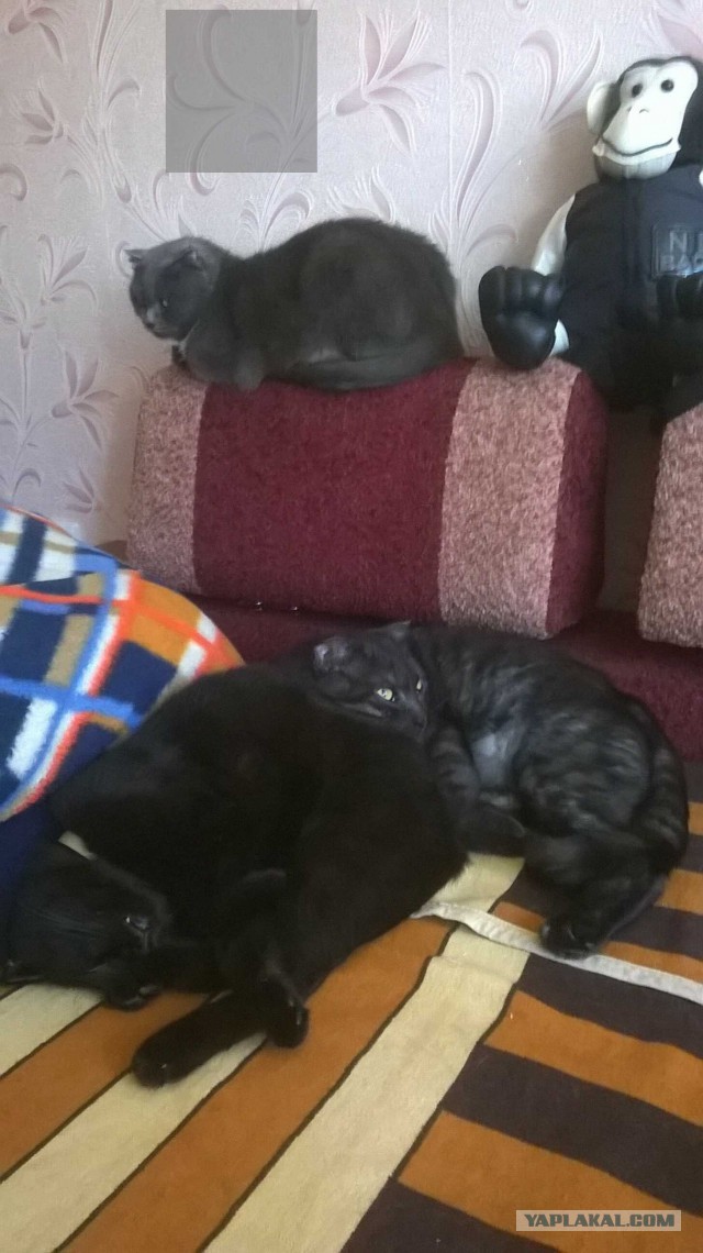 Вот такое чудо пришло к нам на работу