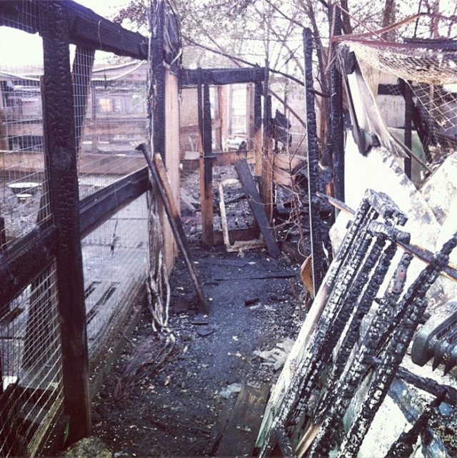 Поджог в приюте для собак "Альма"