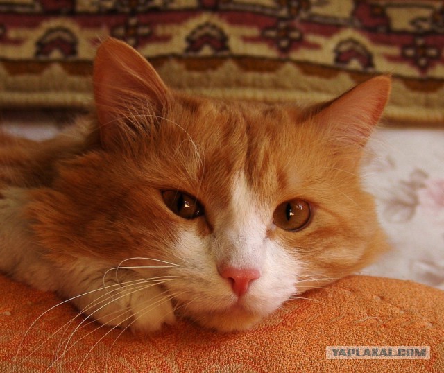 Котовторник 16.02.16