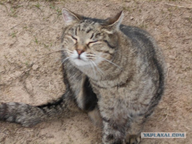 Жизнь домашнего приюта для котеек 108