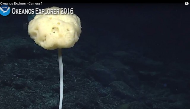 Началась онлайн-трансляция происходящего в самом глубоком месте Земли