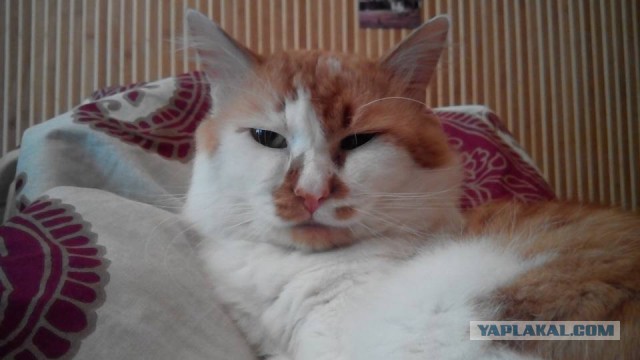 Котовторник  10.05.2016