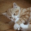 Аватары. Коллекция прикольных аватаров