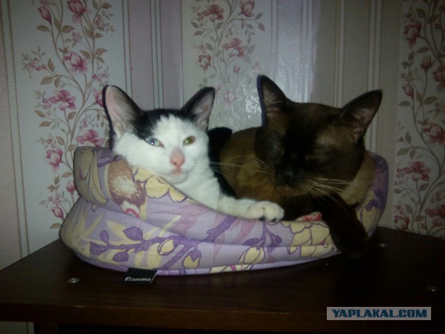 Котовторник 13.09.2016