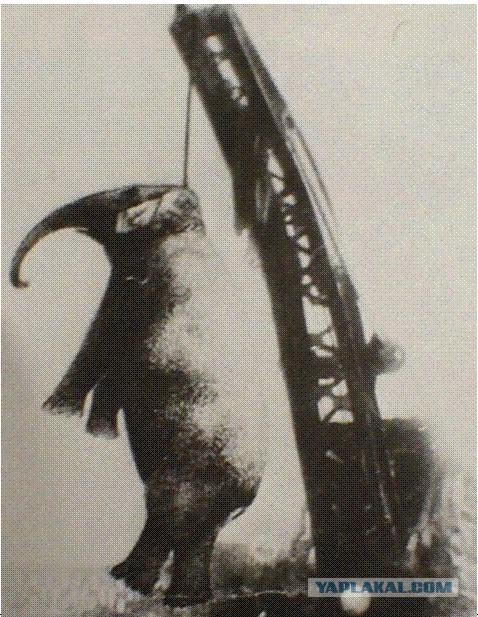 «Виселицы! Ура!»
