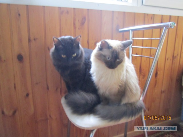 Котовторник 22.11.2016