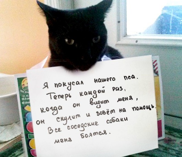 Коты из сети