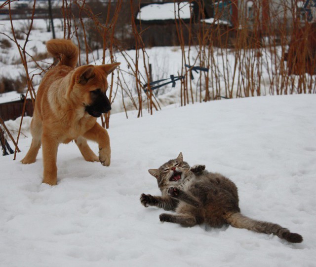 Коты и Кошки