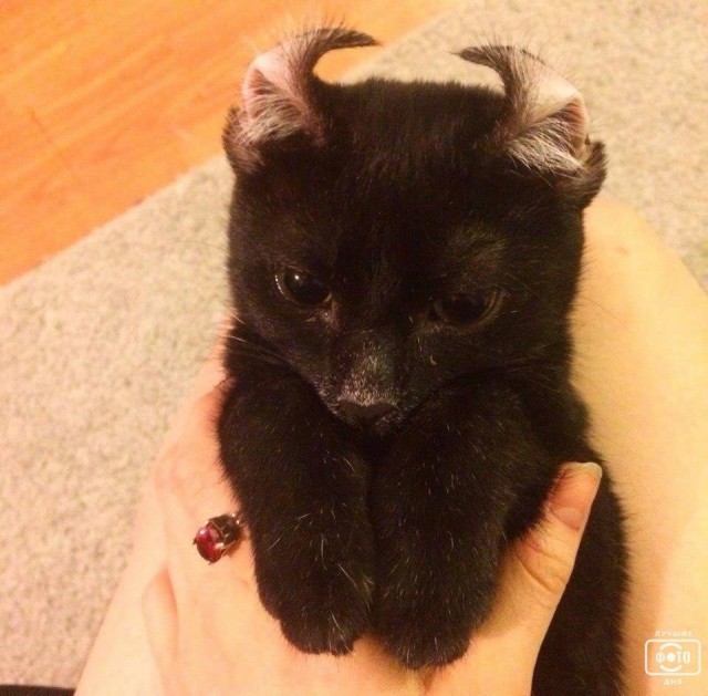 Коты и Кошки