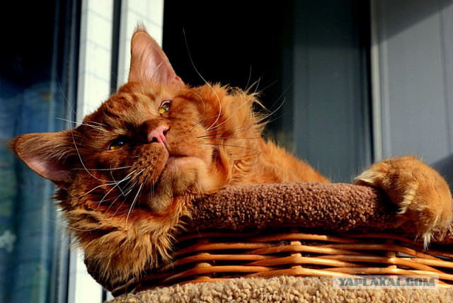 Джокер и его семья